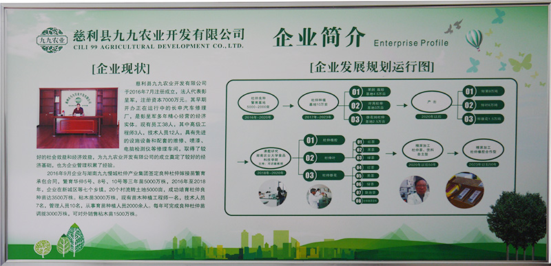 慈利縣九九農(nóng)業(yè)開(kāi)發(fā)有限公司,張家界粘木苗銷售,杜仲種植,苗木銷售