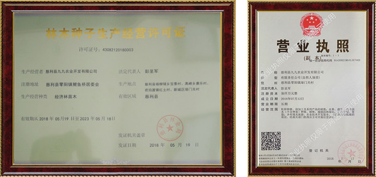 慈利縣九九農(nóng)業(yè)開(kāi)發(fā)有限公司,張家界粘木苗銷售,杜仲種植,苗木銷售